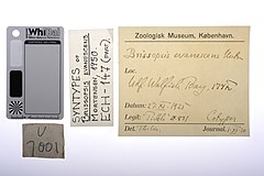 File:Brissopsis evanescens - ECH-000147 label.jpg (Category:Echinodermata in the Natural History Museum of Denmark)