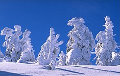 Snow on trees, Germany.