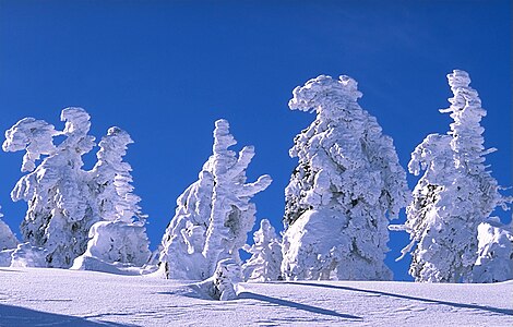 Snowed trees on mount Brocken, Harz, Germany