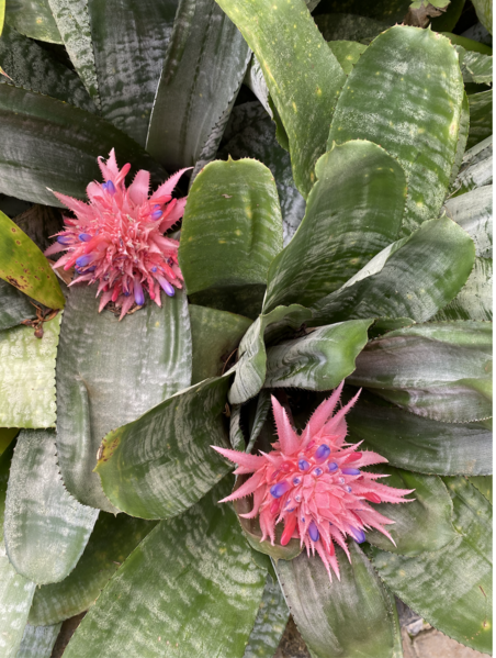 File:Bromelias con flores.png