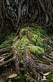 Image 500Broom forkmoss (Leucobryum glaucum) on tree roots, Parque Terra Nostra, Furnas, São Miguel Island, Azores, Portugal