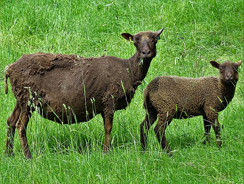 File:Brown sheep at Brindwoodgate - geograph.org.uk - 6176998.jpg