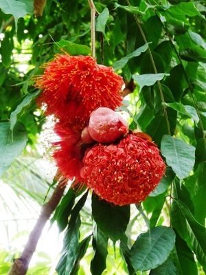 Brownea coccinea