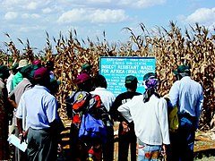 June 18: In an effort to reduce corn stem-borer infestations, corporate and public researchers partner to develop local genetically modified maize varieties suitable for Kenya.