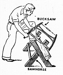 Bucksaw - Mâle (PSF) .jpg