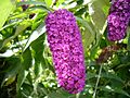 Buddleia2.jpg