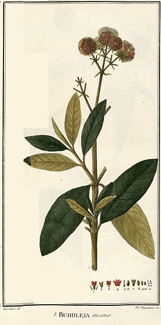 <i>Buddleja incana</i> Species of tree