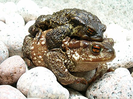 Male and female common toads (Bufo bufo) in amplexus.