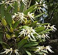 Bulbophyllum acutiflorum