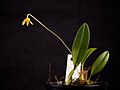 Bulbophyllum patella plant (21485509815).jpg