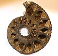 Como un mineral de reemplazo en un ammonite de Francia.