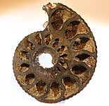 Раковина аммонита, замещённая пиритом (Франция)