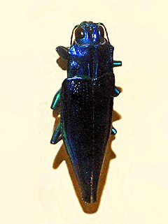 Buprestidae - Cyphogastra calepyga.JPG