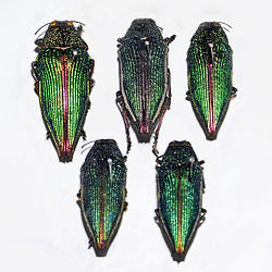 Buprestidae - Psiloptera attenuata.JPG
