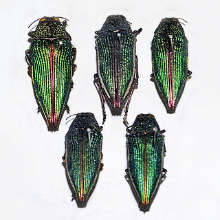 <i>Psiloptera attenuata</i> Species of beetle