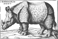 Tác Phẩm Của Dürer Rhinocerus: Tê giác, Bản khắc của Dürer, Hình ảnh