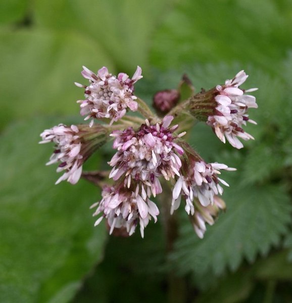 File:Butterbur in flower, November - geograph.org.uk - 1068481.jpg