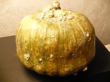 Buttercup squash Buttercupsquash.JPG