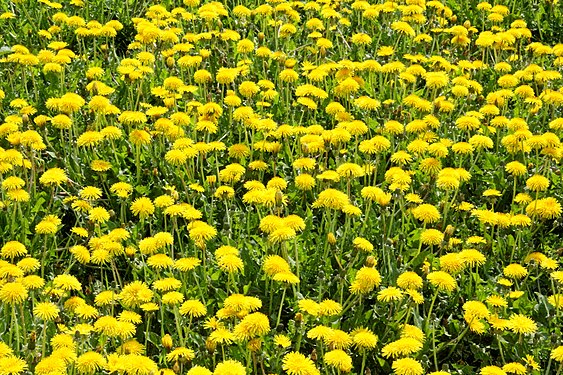 Butterflower meadow