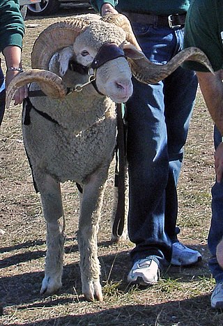 <span class="mw-page-title-main">CAM the Ram</span> University mascot