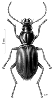 <i>Ctenognathus</i> genus of insects
