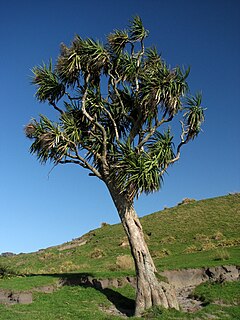 <i>Cordyline australis</i> species of plant