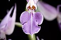 Calanthe puberula Labellum