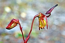 Caleana hortiorum - Утиная орхидея (2300916893) .jpg