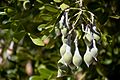 Calia secundiflora pods.jpg