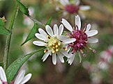 Calico aster flower heads