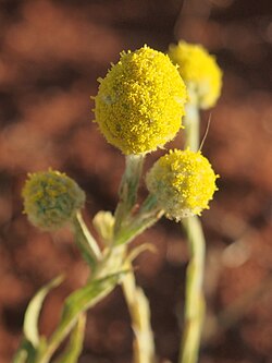 Calocephalus knappii flowers.jpg