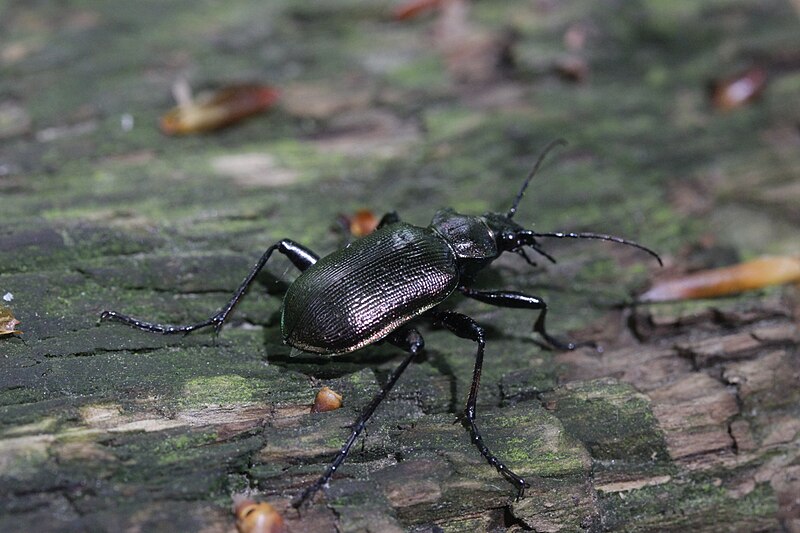 File:Calosoma inquisitor (34201823914).jpg