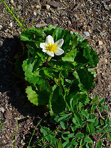 Caltha palustris var. alba Habitus