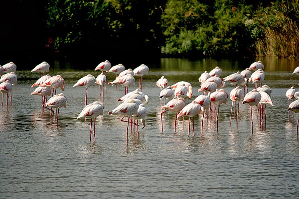 Flamingos in the Camargue