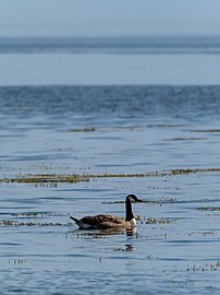 Canada goose (Branta canadensis) swimming, Ellisville Harbor State Park, Massachusetts, US