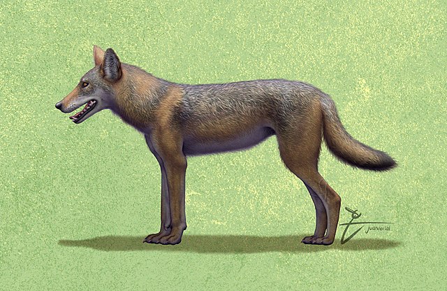 Life restoration of Canis mosbachensis, the wolf's immediate ancestor