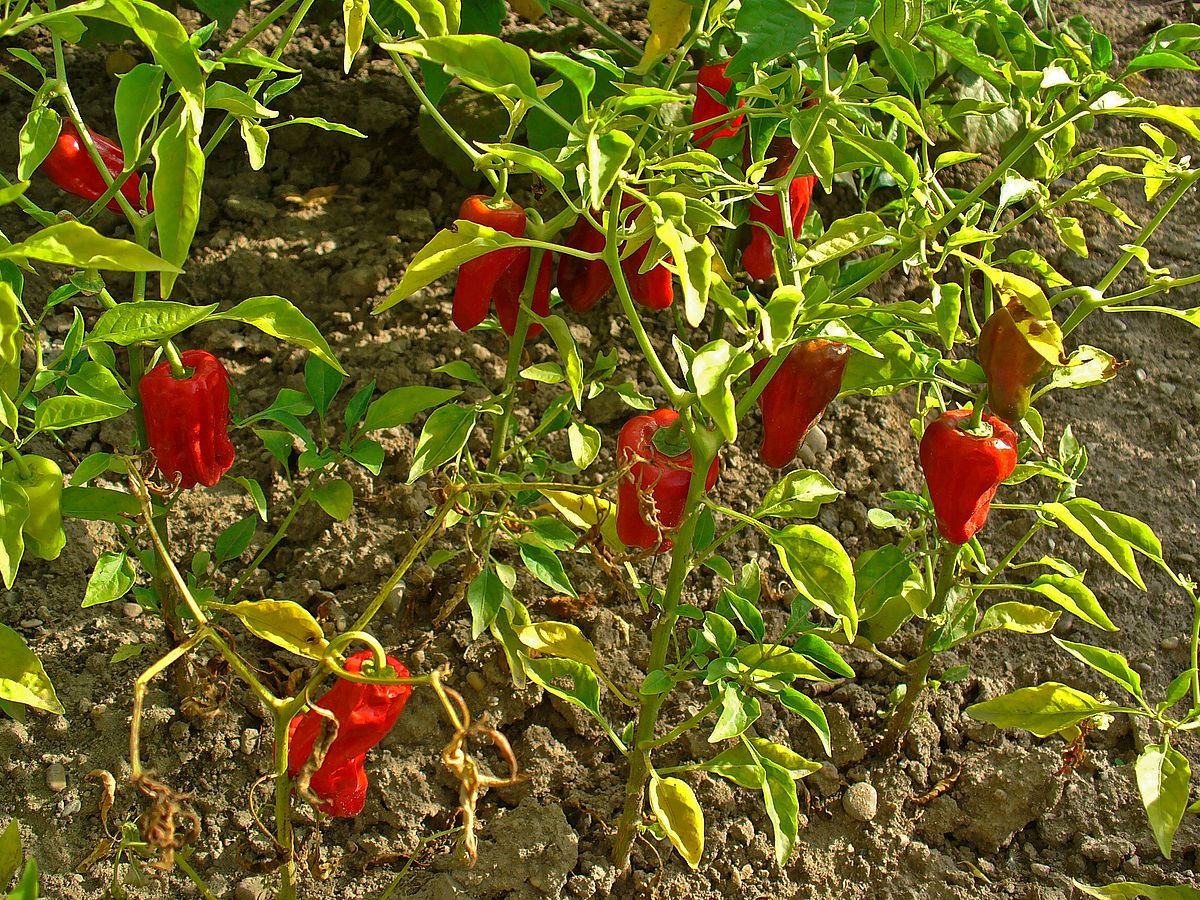  Capsicum  Wiktionary