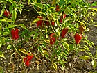 Capsicum annuum 003.JPG