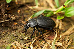 Carabus gebleri 2.jpg