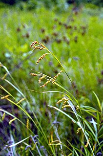 <i>Carex davisii</i> Species of grass-like plant