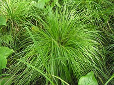 Carex elongata2.JPG