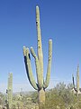 West Saguaro National Park around Sombrero Mountain near Tucson, Arizona in November 2016.