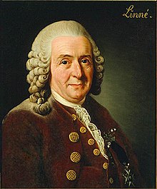 Carolus Linnaeus (cleaned up version).jpg