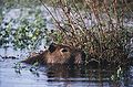 Capybara at Iberá