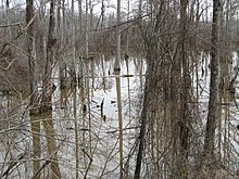 Swamp in Carroll County in winter CarrollCountySwamp.jpg