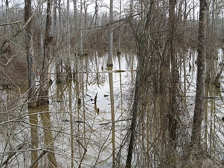 Swamp in Carroll County in winter