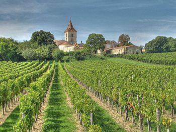 Wino: Historia, Styl i podział win, Odmiany winorośli