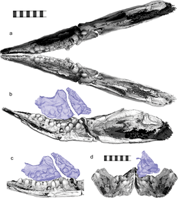 3D reconstruction of the dentaries and maxilla as they would have articulated in life, in multiple views Cartorhynchus-fig3-jaw.png