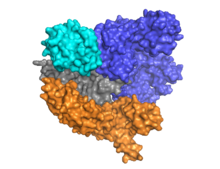 Crystal structure of Cas9 in the Apo form. Structural rendition was performed using UCSF Chimera software. Cas9 Apo Structure.png