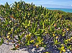 Vorschaubild für Casasia clusiifolia